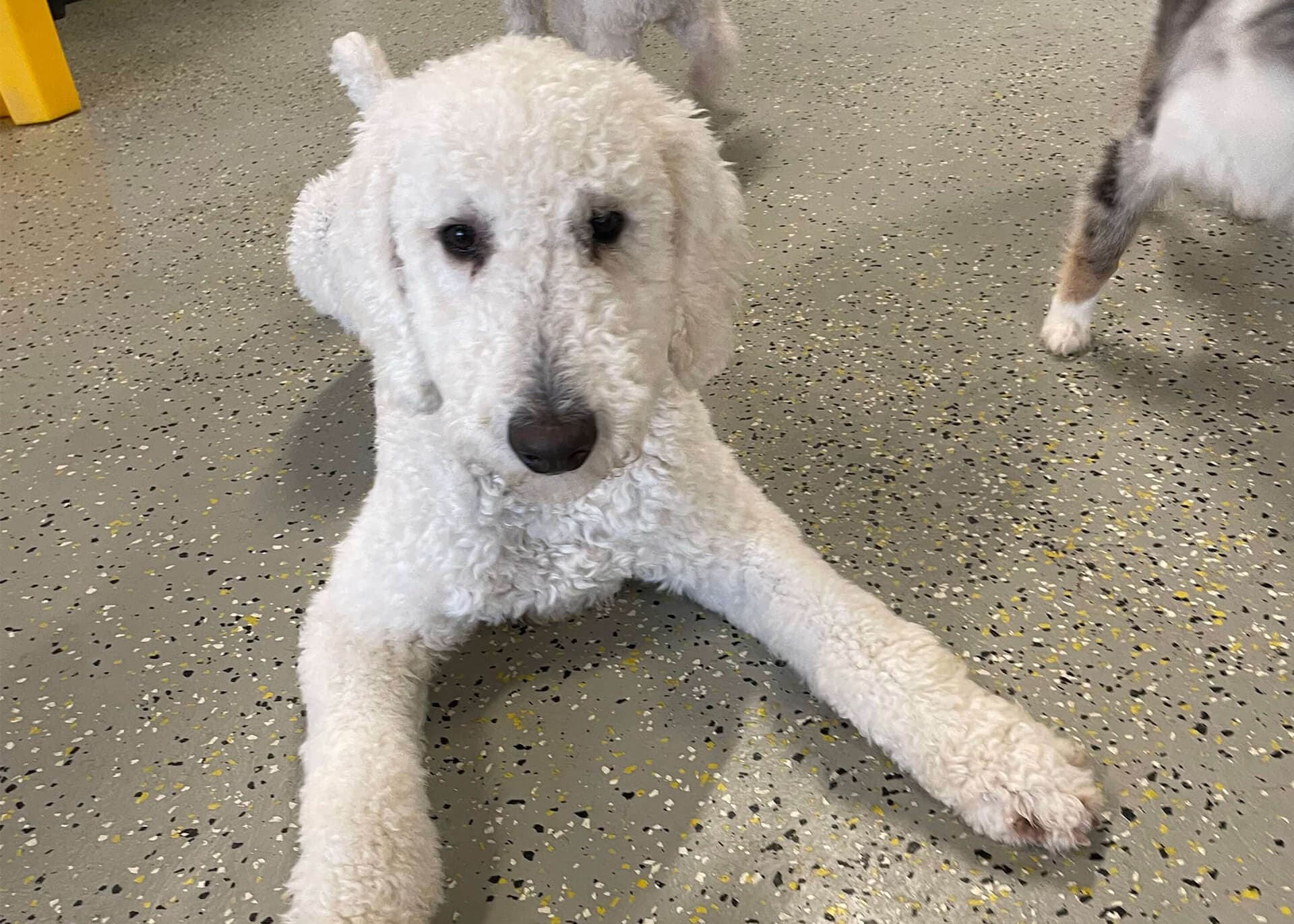 white dog laying on floor inside Playful Pack