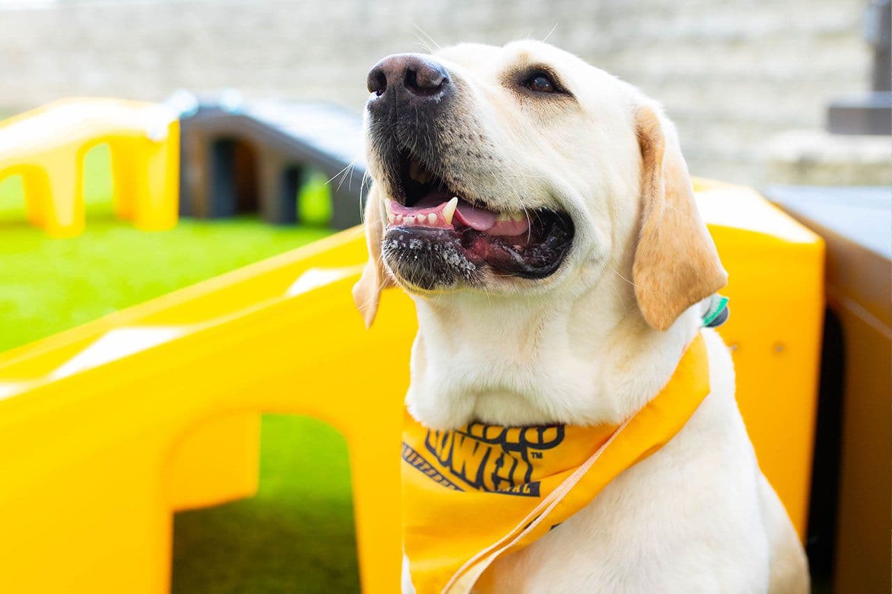 yellow labrador with a yellow bandana inside Playful Pack
