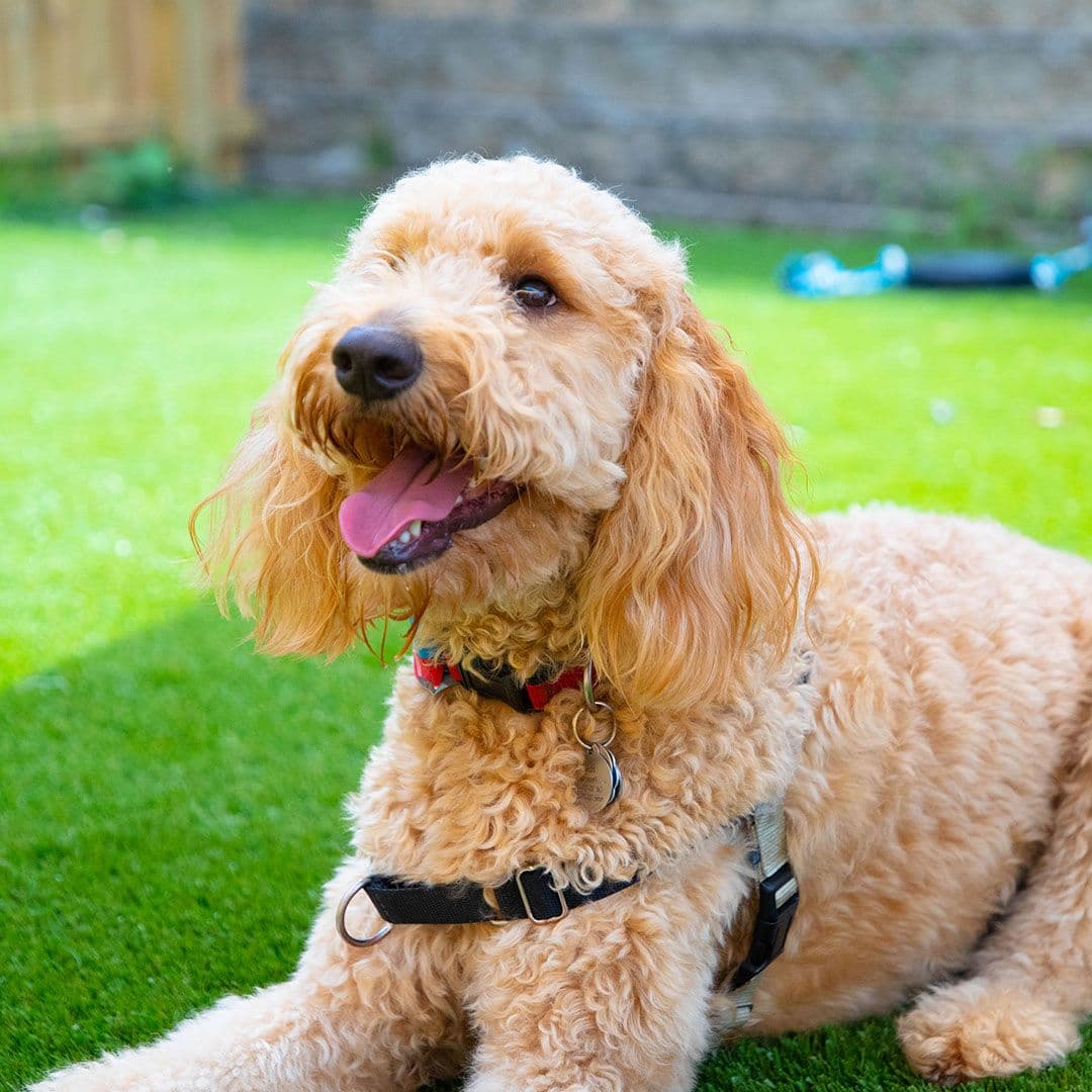 Golden doodle in Playful Pack's outdoor patio