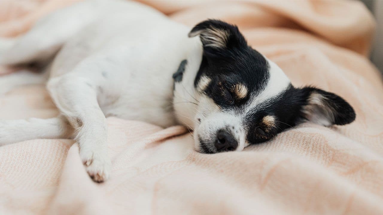 a black and white dog sleeping on top of a pink blanket