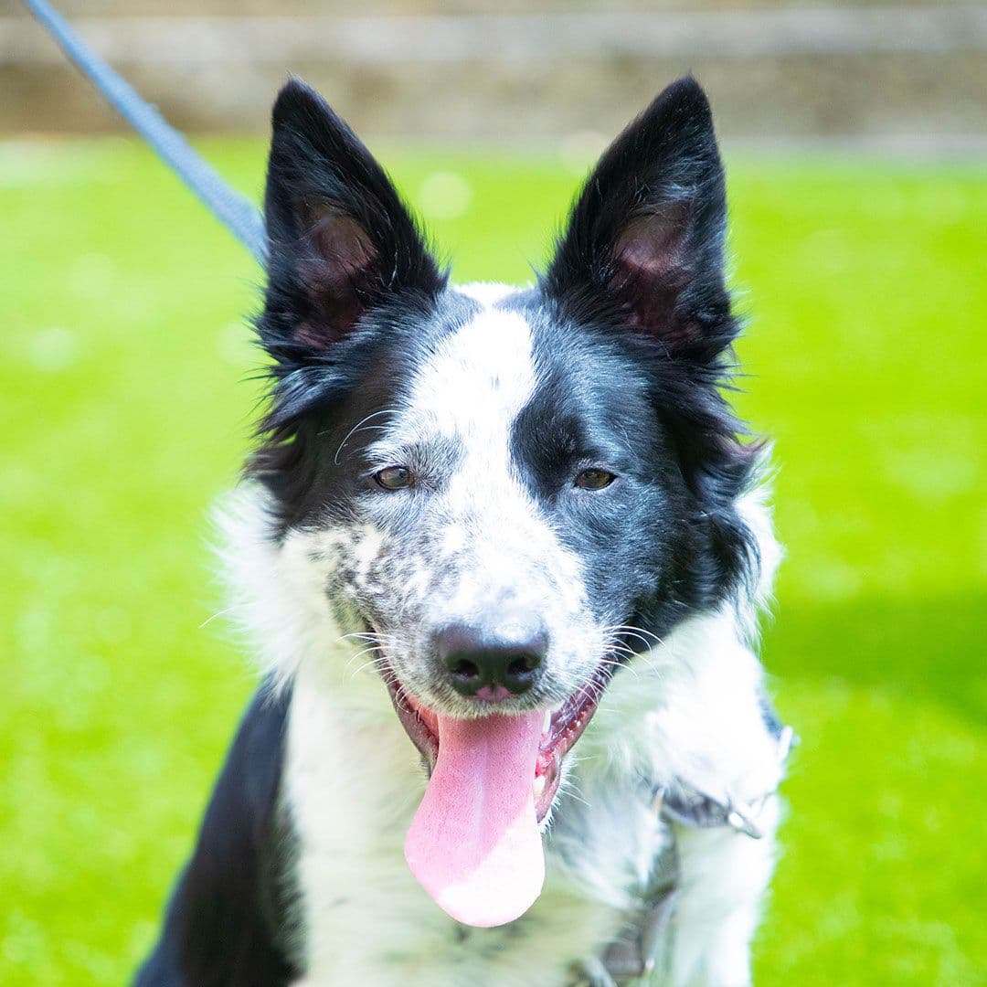 black and white dog in Playful Pack's outdoor daycare